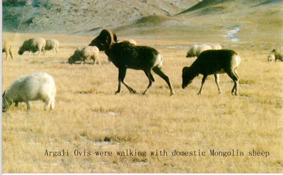 argali-domestic.jpg